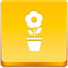 pot,flower