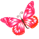 butterfly,pink