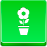 pot,flower