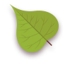 Leaf,Green