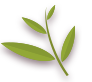 Pinnately,Leaf
