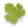 Spring,Leaf