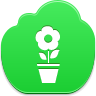pot,flower