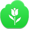 tulip