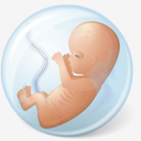 Embryo,baby