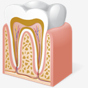 Tooth,Anatomy