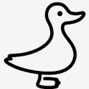 duck