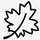 maple,leaf