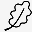 oak,leaf