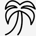 palm