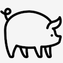 pig