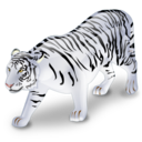 tiger,white