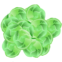 Brussels,Sprout