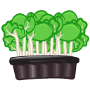 Cress