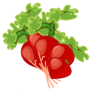 Radish