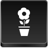 pot,flower