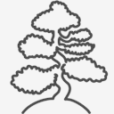 bonsai