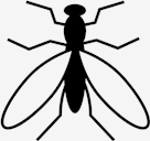 mosquito