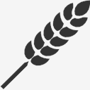 wheat