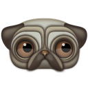 animal,pug