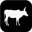 antelope