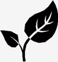 budding