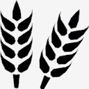 wheat