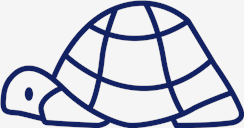 Tortoise