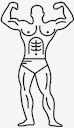 muscular