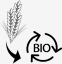 wheat