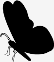black,Butterfly