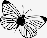 butterfly