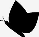 butterfly