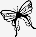 butterfly