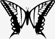 butterfly