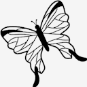 butterfly