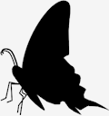 butterfly