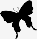 butterfly