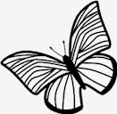 butterfly