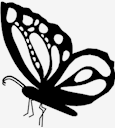 butterfly