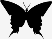 butterfly