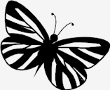 striped,Butterfly