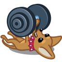 barbell,dog