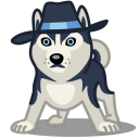 haski,dog