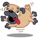 pug,dog