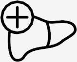 liver