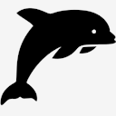 dolphin