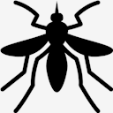 mosquito