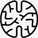 Brain