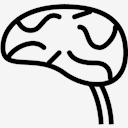 Brain